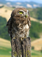 little owl