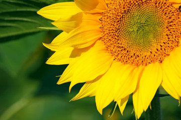sunflower