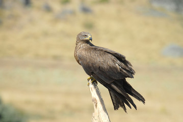 Obraz premium Milano negro