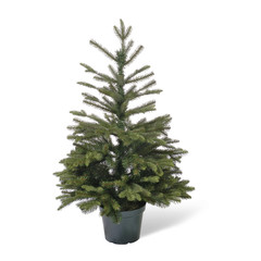 Weihnachtsbaum