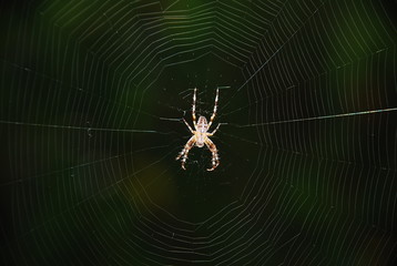 Araneus Diadematus