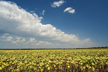 Fototapeta na wymiar Wind Power Generators in sunflower field