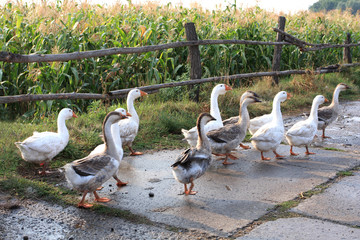 goose flock