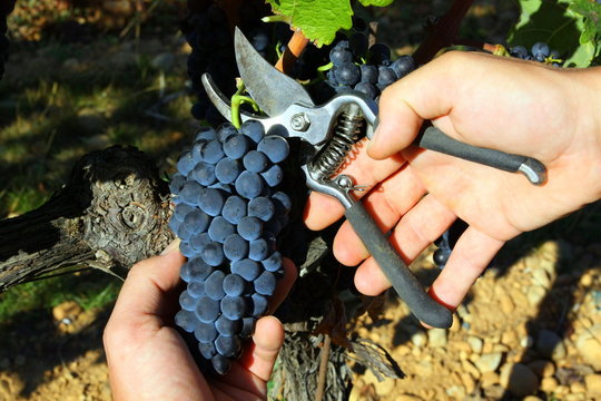 S&eacute;cateur &agrave; vendange