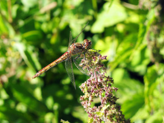 yellow dragon-fly on the flower