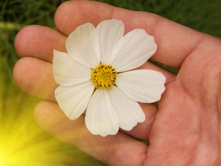 Flower  camomile