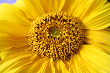 Sonnenblume