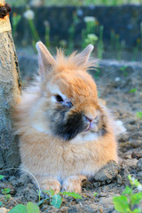 LAPIN NAIN tout mignon
