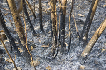incendio