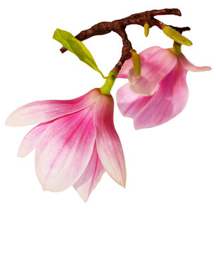 Fototapeta Pink Magnolia
