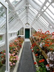 Traditional greenhouse or hothouse with pink and red geraniums