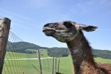 Lama guckt © Jens Hilberger