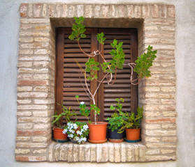 Window with flowers