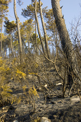 incendio