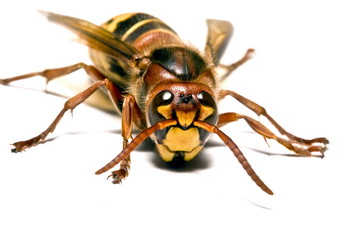 European Wasp