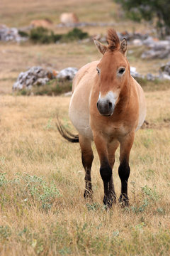 cheval de prjevalski