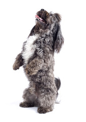 Havanese dog standing on his hind legs
