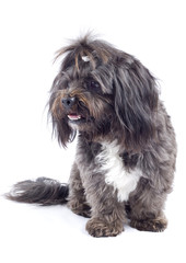 black bichon standing  on a white background