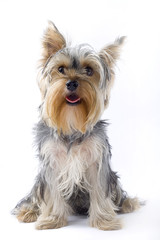 picture of a seated puppy yorkshire terrier