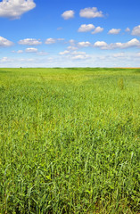 vertical summer landscape