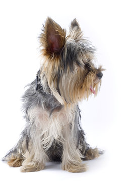 picture of a seated puppy yorkshire terrier looking to a side