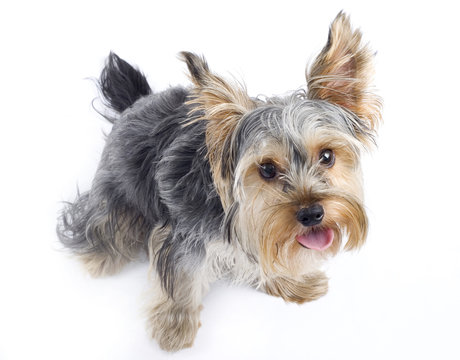 picture of a curious Yorkshire terrier over white