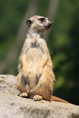 suricatta animal