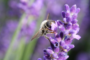 Lavendel