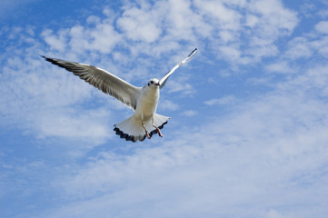 seagull