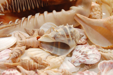 seashell background with various kinds of shells