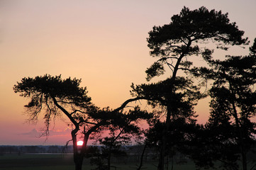 Kiefern im Abendlicht