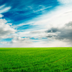 Fototapeta premium field