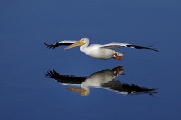 american white pelican, pelecanus erythrorhynchos