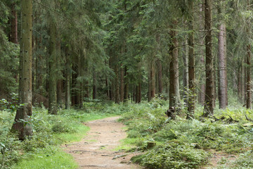 Weg durch Fichtenwald in der Lüneburger Heide