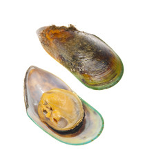 Obraz premium New Zealand greenshell mussel