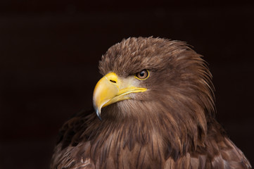 Eagle portrait
