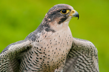 Falcon portrait