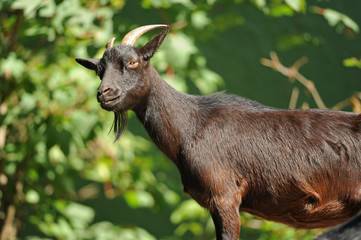 Obraz premium Zoo 1