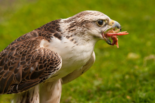 Saker Falcon eating