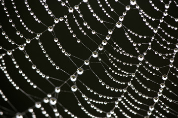 Water Droplets on a Cobweb 04