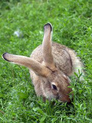 rabbit in the grass