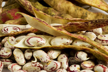 fagioli borlotti freschi 2