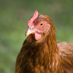 Orange hen