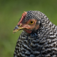 young chicken