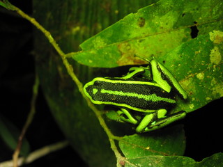 Dart poison frog (Ameerega trivittata)