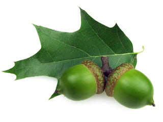 Obraz premium acorns