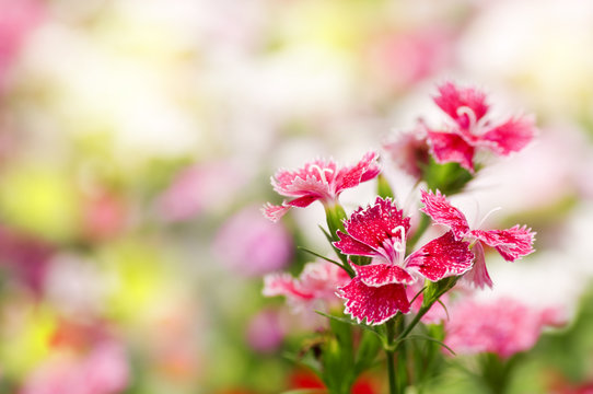 Dianthus Chinensis Flower