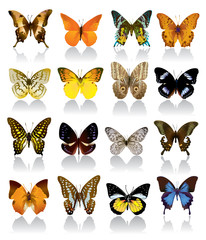 Vector Butterfly Collection - 16589204