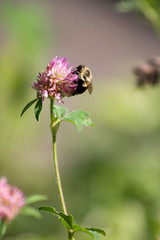 Bumble Bee on a Flower