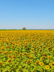 Sunflower field, Provence, France, shallow focus